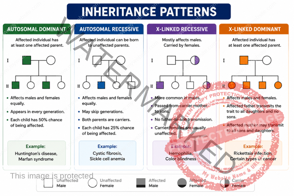 Inheritance patterns infographic showing autosomal dominant, autosomal recessive, X-linked recessive and X-linked dominant inheritance with examples for BSc Nursing genetics students | www.canestar.com