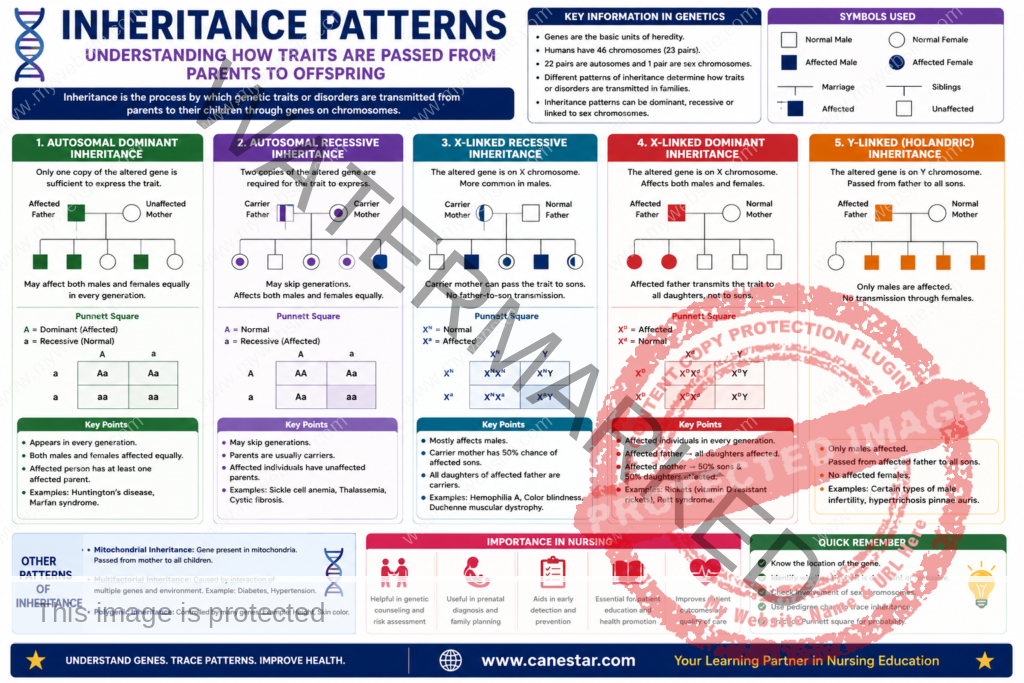 understanding inheritance patterns notes for genetics exam preparation