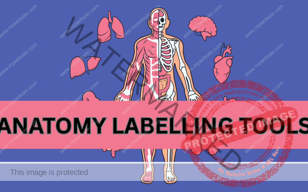 ANATOMY LABELLING TOOLS
