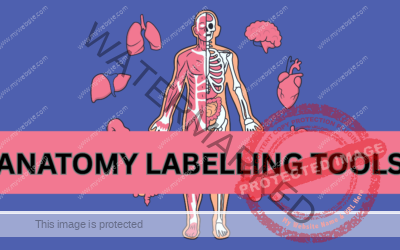 ANATOMY LABELLING TOOLS